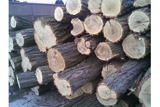 Дрова дубовые пиленные в чурках