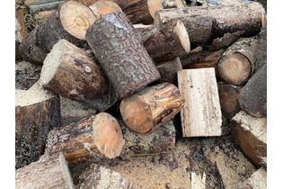 drova-xvojnyix-porod-dereva-pilennyie-4